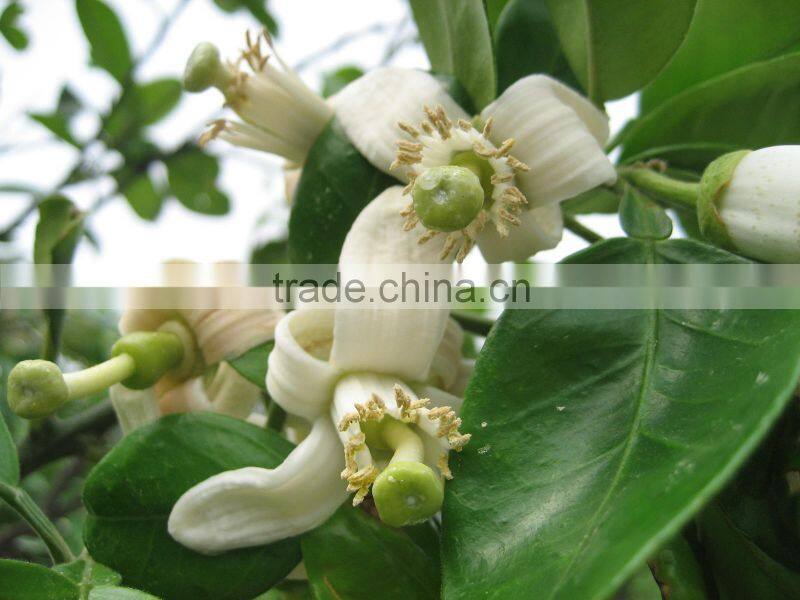Chinese Honey Pomelo