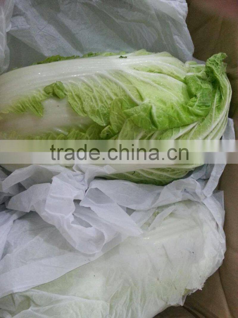 fresh new crop chinese cabbage