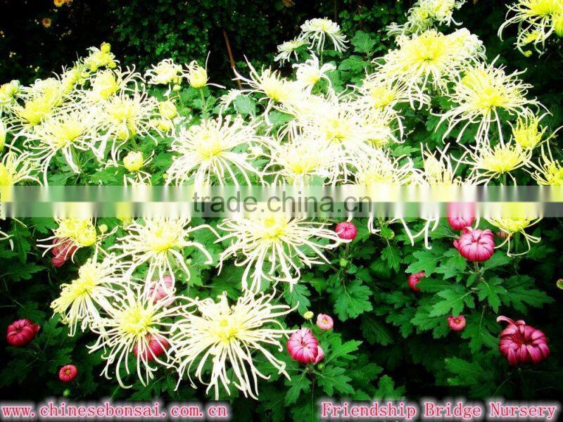 Chrysanthemum