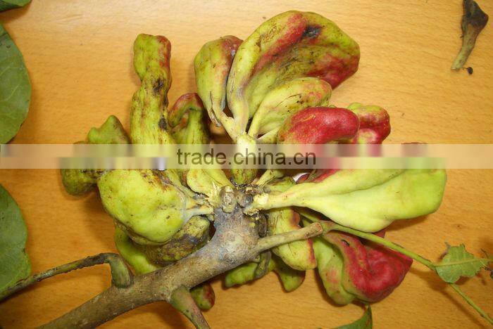 Chinese Gall
