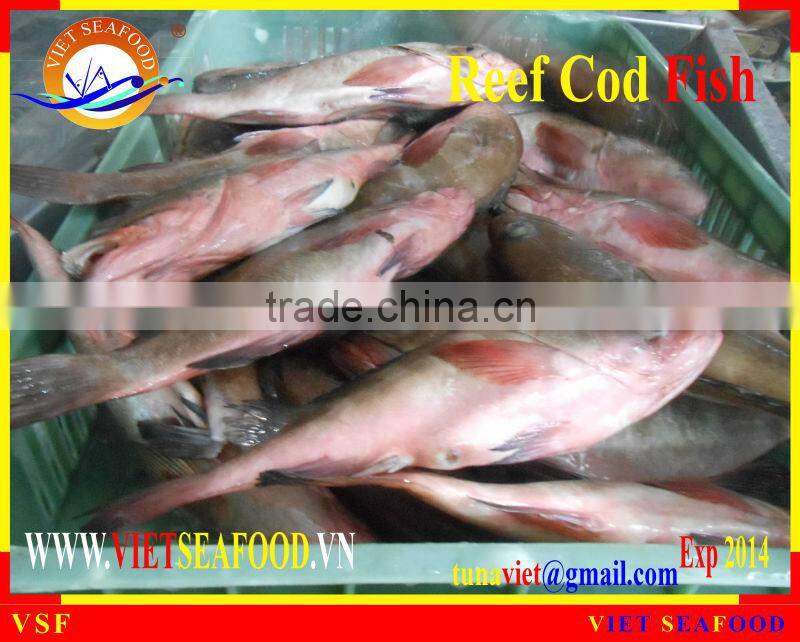 FROZEN WHOLE ROUND REEF COD FISH