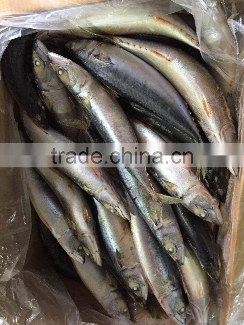 2016 landing sea frozen mackerel 300-500g