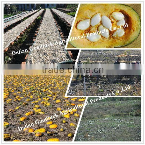 Snow White Pumpkin Seeds