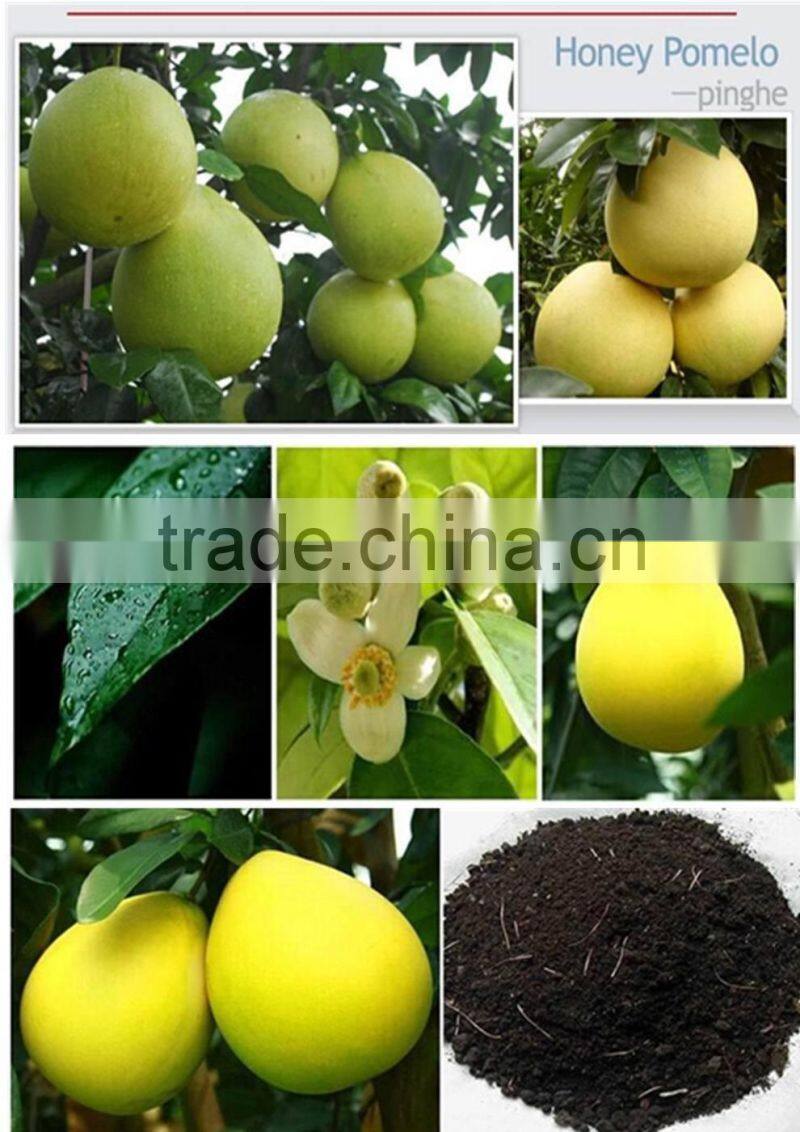 2015 New Crop Fresh sweet White hoeny pomelo