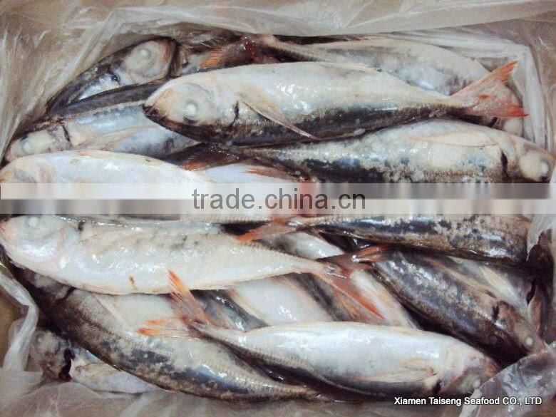 Hot Sale Mackerel Fish 20CM + Frozen Horse Mackerel