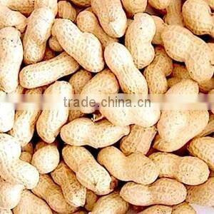 Rajasthan 2015 Groundnut
