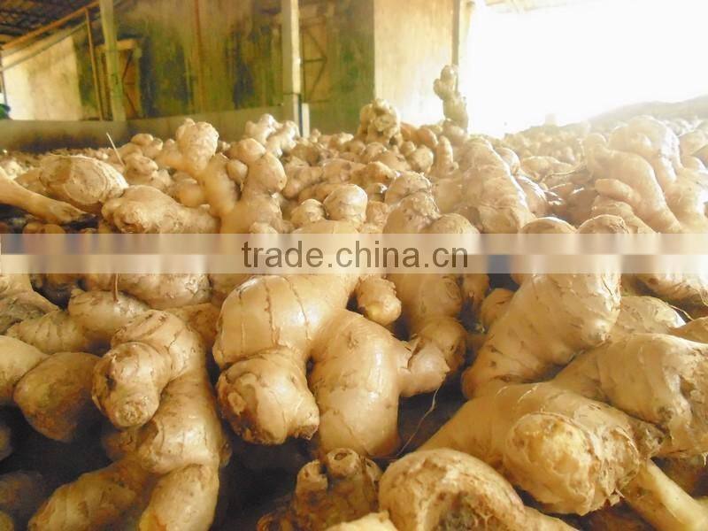 Good quality and Cleansed Fresh Ginger