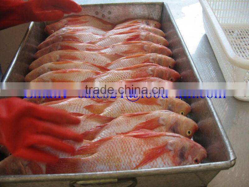 2016 Good Chinese Frozen Red Tilapia Fish Price