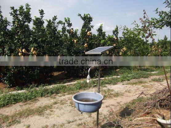 Fresh China's high quality pomelo