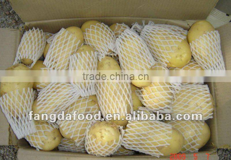 2015 NEW CROP OF FRESH POTATO Yelllow Holland type