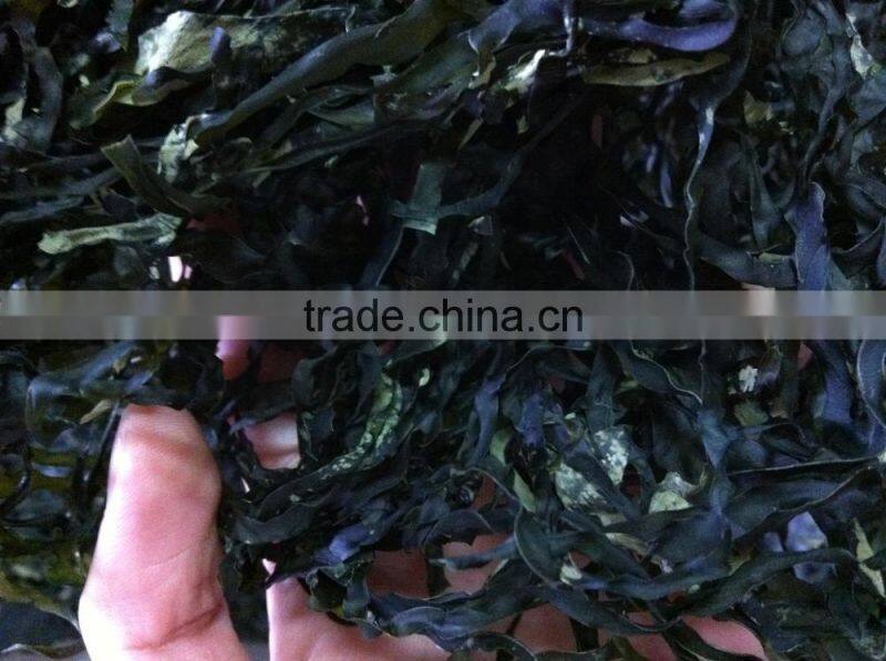 2015 new Shredded Kelp,Laminaria by machine,food grade,supplier in Fujian China