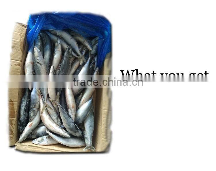 BQF new catch size 400/600 g sea frozen pacific mackerel