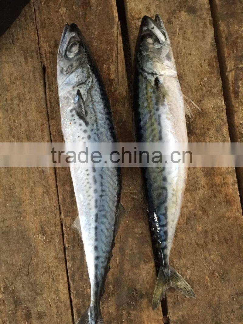 2016 landing sea frozen mackerel 150-200g