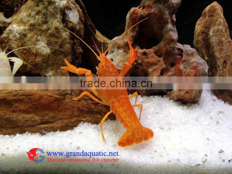 Live Ornamental Fish