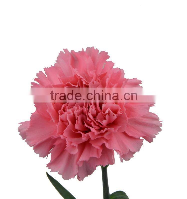 New deep pink carnation flower decorating
