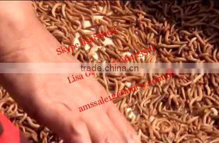 Multifunctional separating plant for mealworm