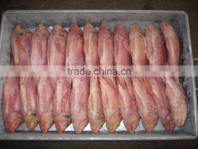 Gutted and scaled red tilapia fish
