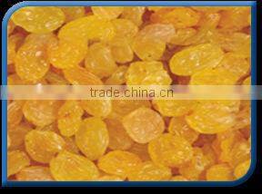 Golden Raisin