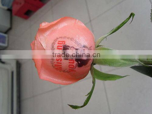 Digital Nail Paniter