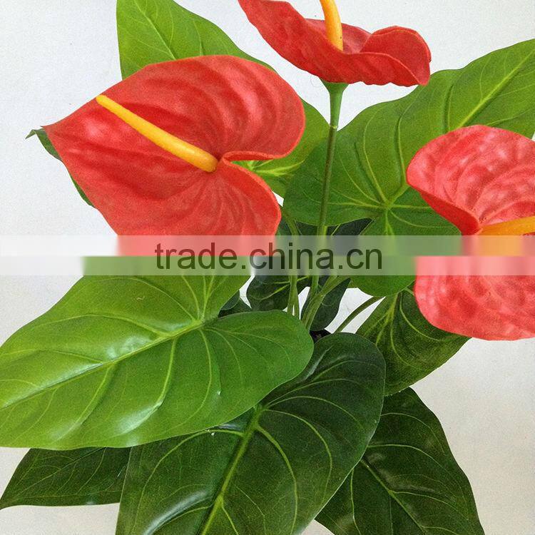 wholesale small table anthurium plant