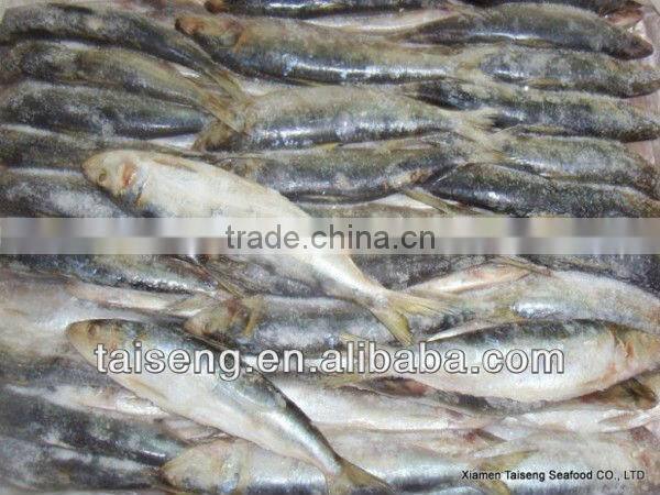 Frozen Canned Sardines Fish