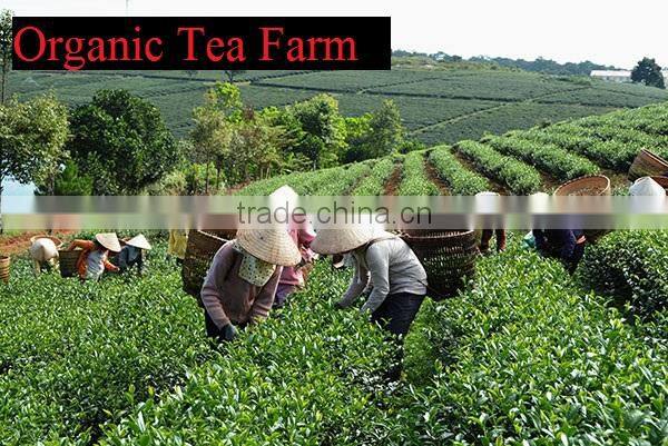 High Quality from Teaparis Vietnam Green Tea Super Pekoe
