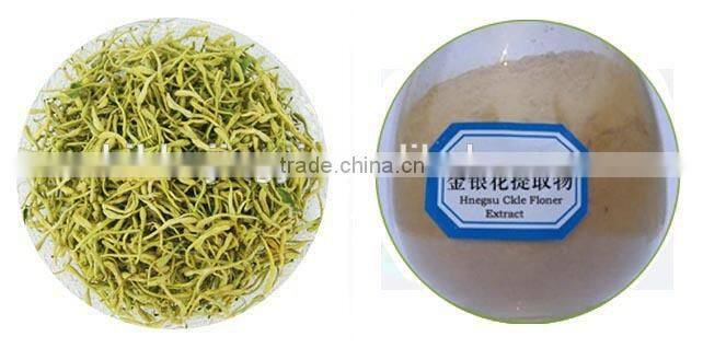 GMP Manufacturer Supply HoneySuchle Flowers Extract