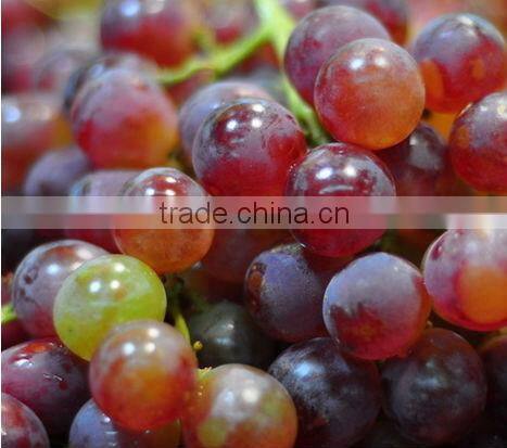GMP factory supply high quality Grape Seed Extract powder