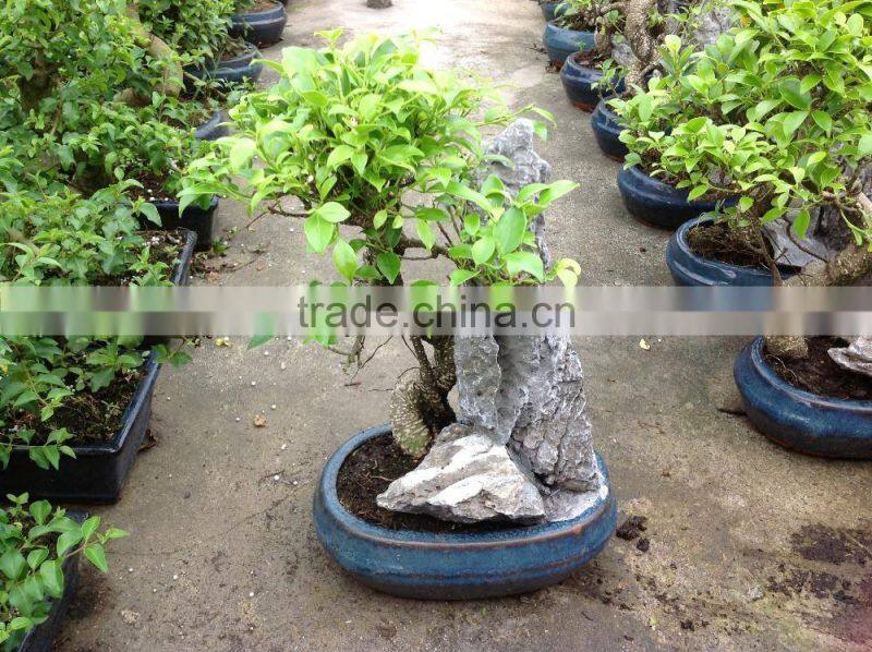 bonsai tree with stone
