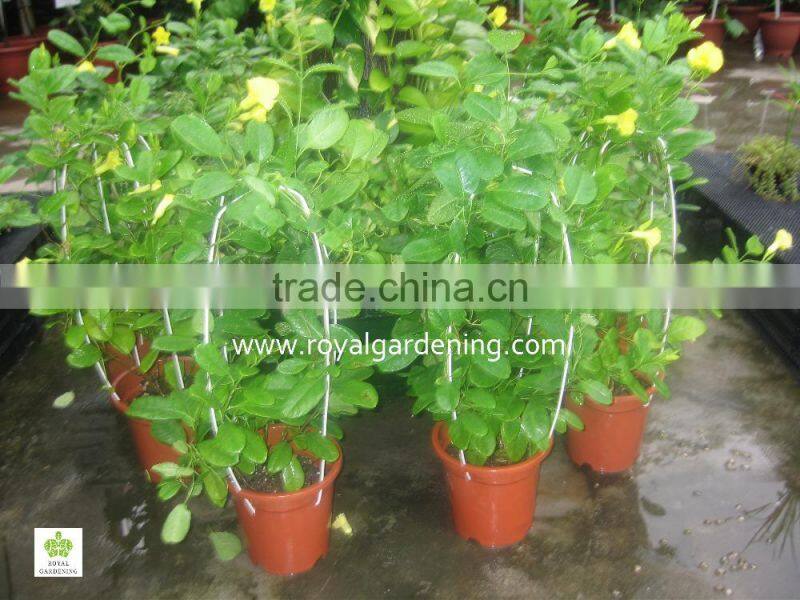 Allamanda cathartica