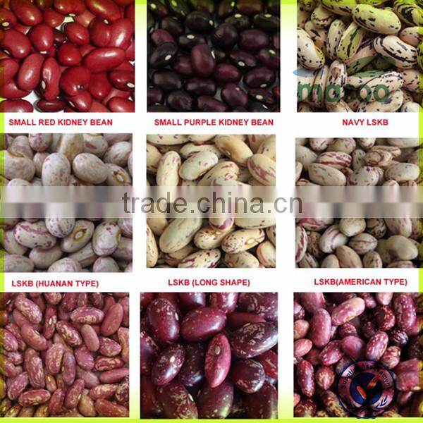 2014 crop Dry Black Kidney Beans or Black Beans