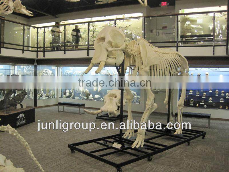 JLDF-G-0043 Highly Customized Artificial Animal Skull