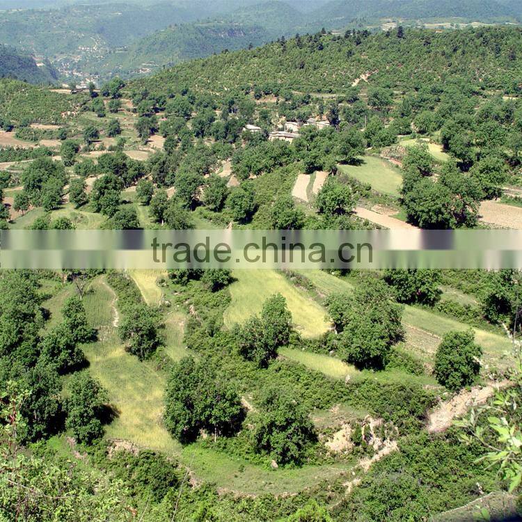 walnuts paste 100% pure first quality for bakery and gelato