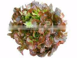 Organic fresh lettuce Red Oak