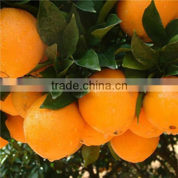 Factory Supply blood orange