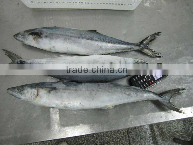 Spanish Mackerel