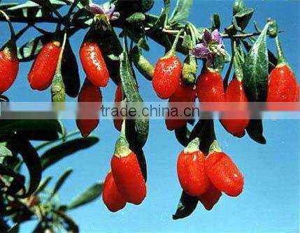 Spray dried Wolfberry Fruit Powder