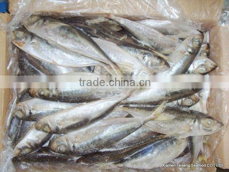 Hot Sale Mackerel Fish 20CM + Frozen Horse Mackerel