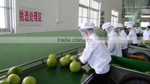 Chinese Fresh Honey Pomelo Hot Exporting