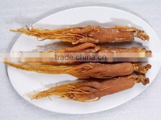 Hot sale china wholesale red ginseng root