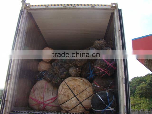 Beaucarnea recurvata Lem Nolina recurvata of outdoor landscape ornamental decorative trees plants