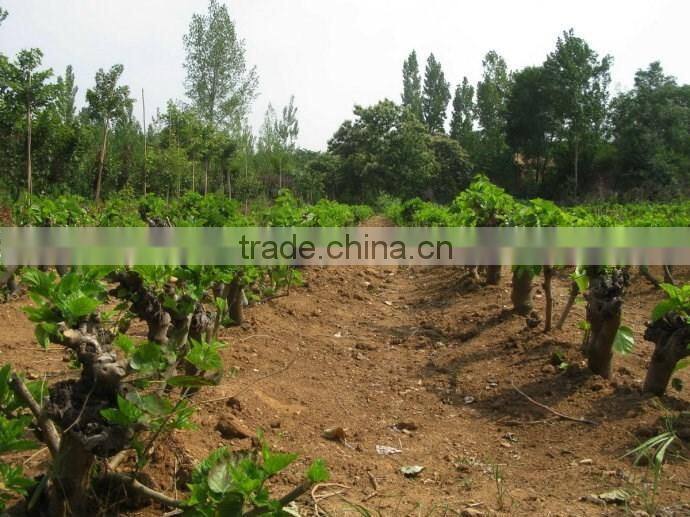 Morus alba L seedling