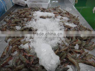 Seafood processing line for fish shrimp,crab,squid,Octopus,Cuttlefish