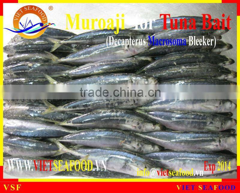 FROZEN MUROAJI FOR TUNA BAIT
