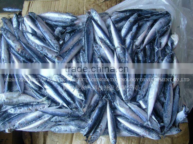 atlantic mackerel for sale