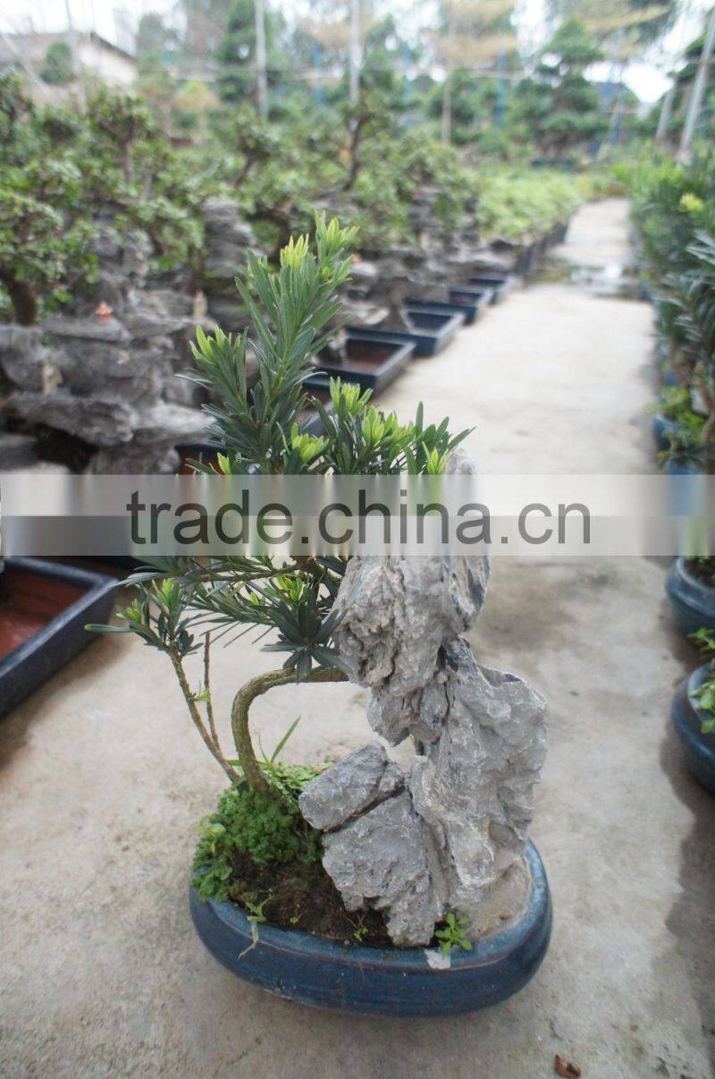 Stone Bonsai Podocarpus Macrophyllus for Decoration