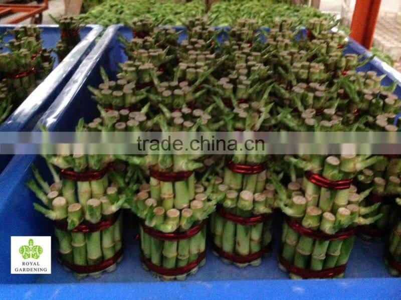 Lucky bamboo tower ( 2 layers)