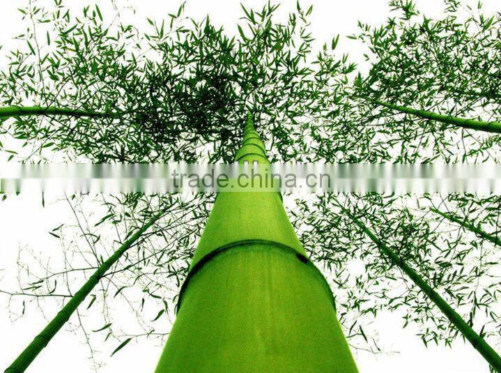 Bamboo skewers/ cheap natural brochette