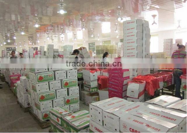 Chines Bulk Fresh Carrots Fresh Carrot Price