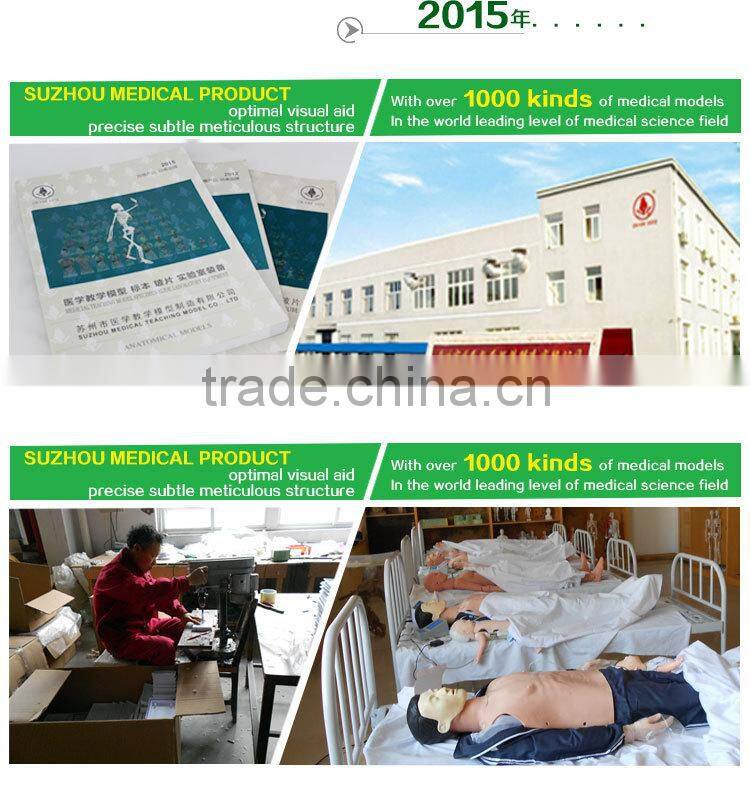 Biological Teaching Aids Anatomic Dog Ear Model